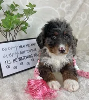  Briar, a female Miniature Bernedoodle for sale in Greenwood, IN – Photo 2 of 4