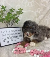  Briar, a female Miniature Bernedoodle for sale in Greenwood, IN – Photo 4 of 4