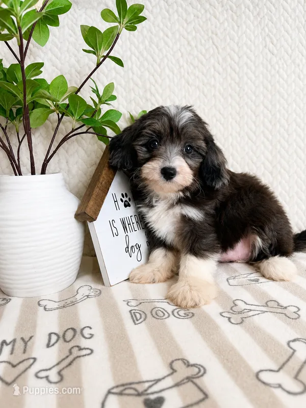 Avery – Miniature Aussiedoodle puppy for sale in Greenwood, IN