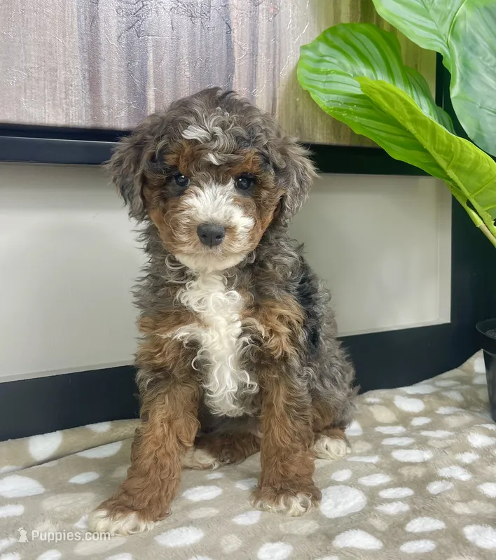 Bailey – Miniature Bernedoodle puppy for sale in Greenwood, IN