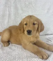 Ranger, a male Golden Retriever for sale in Greenwood, IN – 5 of 5