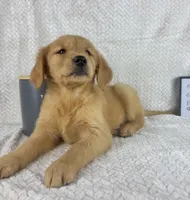 Rosie, a female Golden Retriever for sale in Greenwood, IN – 3 of 5