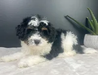  Brielle, a female Miniature Bernedoodle for sale in Greenwood, IN – 2 of 6