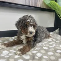 Bailey, a female Miniature Bernedoodle for sale in Greenwood, IN – 6 of 7