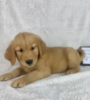 Ranger, a male Golden Retriever for sale in Greenwood, IN – 4 of 5