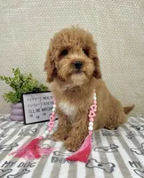 Maisie, a female Miniature Goldendoodle for sale in Greenwood, IN – Photo 5 of 5
