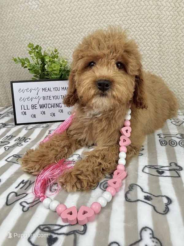 Maisie – Miniature Goldendoodle puppy for sale in Greenwood, IN