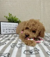 Maisie, a female Miniature Goldendoodle for sale in Greenwood, IN – Photo 2 of 5