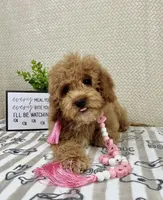 Maisie, a female Miniature Goldendoodle for sale in Greenwood, IN – Photo 3 of 5