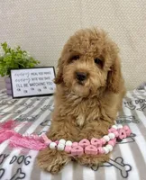 Maisie, a female Miniature Goldendoodle for sale in Greenwood, IN – Photo 4 of 5