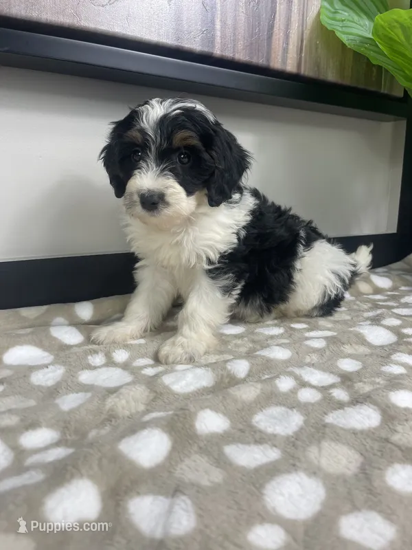 Bronx – Miniature Bernedoodle puppy for sale in Greenwood, IN