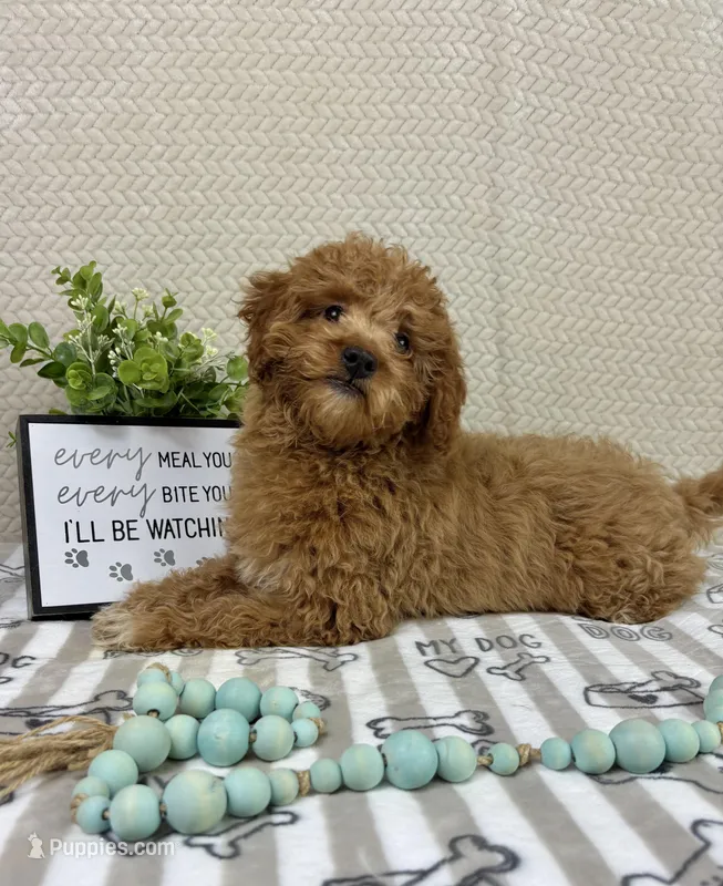 Marley – Miniature Goldendoodle puppy for sale in Greenwood, IN