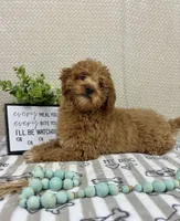 Marley, a male Miniature Goldendoodle for sale in Greenwood, IN – Photo 1 of 5