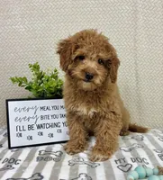 Marley, a male Miniature Goldendoodle for sale in Greenwood, IN – Photo 5 of 5