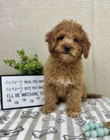 Marley, a male Miniature Goldendoodle for sale in Greenwood, IN – Photo 4 of 5