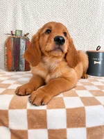 Finley, a male Golden Retriever for sale in Franklin, IN – 5 of 5