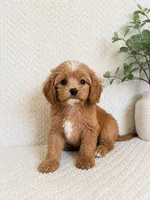 Mabel, a female Cavapoo for sale in Greenwood, IN – 3 of 4