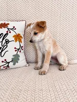 Huxley, a male Australian Cattle Dog for sale in Indianapolis, IN – 2 of 5