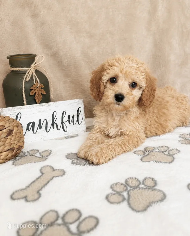 Biscotti  – Miniature Goldendoodle puppy for sale in Greenwood, IN