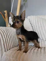 Lyla, a female Yorkshire Terrier for sale in Greenwood, IN – Photo 3 of 6