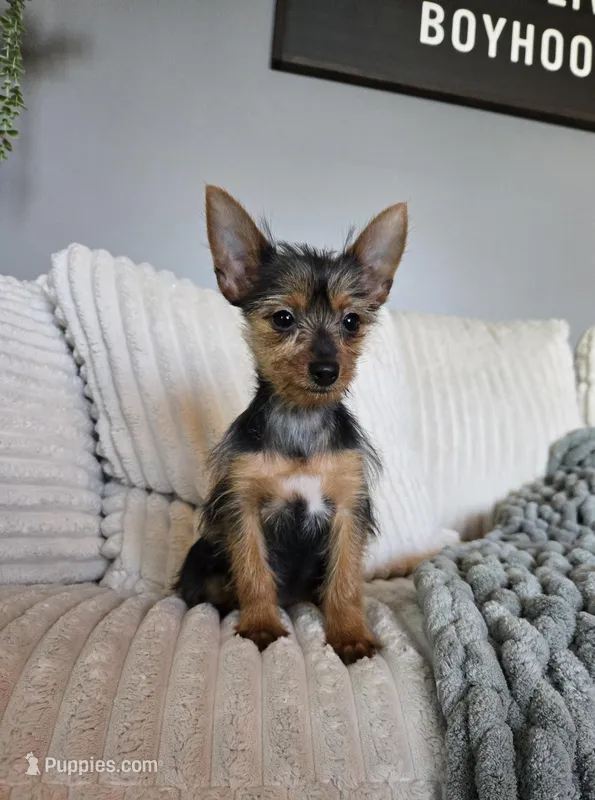 Lyla – Yorkshire Terrier puppy for sale in Greenwood, IN