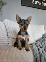 Lyla, a female Yorkshire Terrier for sale in Greenwood, IN – Photo 1 of 6