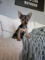 Lyla, a female Yorkshire Terrier for sale in Greenwood, IN – Photo 6 of 6