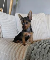 Lyla, a female Yorkshire Terrier for sale in Greenwood, IN – Photo 4 of 6