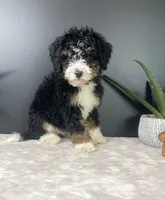 Birdie, a female Miniature Bernedoodle for sale in Greenwood, IN – 2 of 5