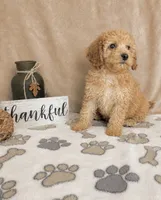 Biscotti , a female Miniature Goldendoodle for sale in Greenwood, IN – 2 of 4