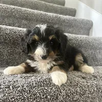Brody, a male Miniature Bernedoodle for sale in Greenwood, IN – 5 of 5