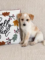Hattie, a male Australian Cattle Dog for sale in Indianapolis, IN – 3 of 4