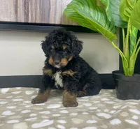 Basil, a female Miniature Bernedoodle for sale in Greenwood, IN – 3 of 6