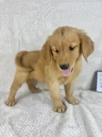 Ranger, a male Golden Retriever for sale in Greenwood, IN – 3 of 5