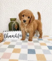 Briar, a female Miniature Goldendoodle for sale in Greenwood, IN – 5 of 5
