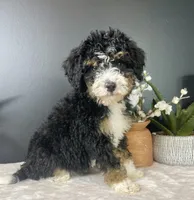Birdie, a female Miniature Bernedoodle for sale in Greenwood, IN – 3 of 5