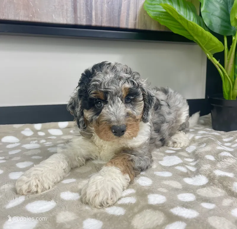 Bonnie – Miniature Bernedoodle puppy for sale in Greenwood, IN
