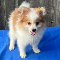 Scooby, a male Pomeranian for sale in Greenwood, IN – Photo 3 of 3