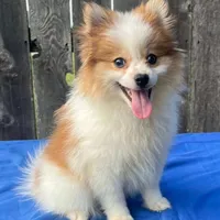 Scooby, a male Pomeranian for sale in Greenwood, IN – Photo 2 of 3