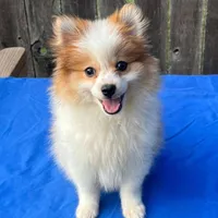 Scooby, a male Pomeranian for sale in Greenwood, IN – Photo 1 of 3