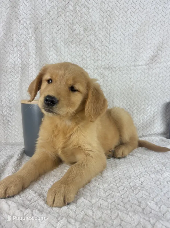Rosie – Golden Retriever puppy for sale in Greenwood, IN