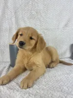Rosie, a female Golden Retriever for sale in Greenwood, IN – 1 of 5
