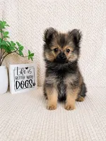 Bear, a male Pomeranian for sale in Greenwood, IN – 3 of 3