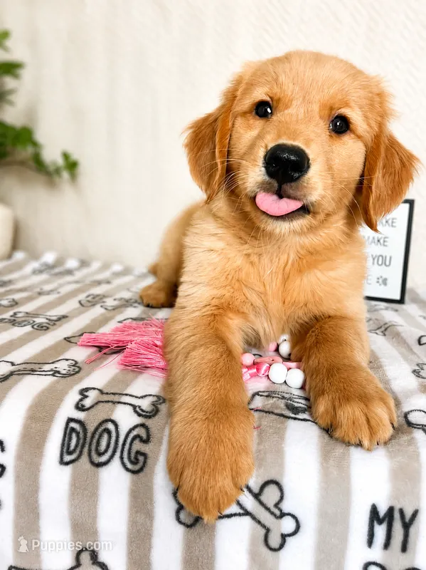 Gemma – Golden Retriever puppy for sale in Greenwood, IN