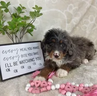 Briar, a female Miniature Bernedoodle for sale in Greenwood, IN – Photo 4 of 7