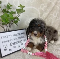 Briar, a female Miniature Bernedoodle for sale in Greenwood, IN – Photo 6 of 7