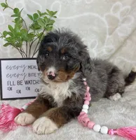 Briar, a female Miniature Bernedoodle for sale in Greenwood, IN – Photo 3 of 7