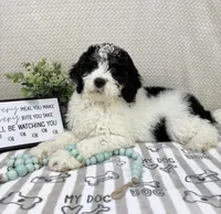Brooks, a male Miniature Bernedoodle for sale in Greenwood, IN – Photo 3 of 7