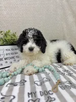 Brooks, a male Miniature Bernedoodle for sale in Greenwood, IN – Photo 6 of 7
