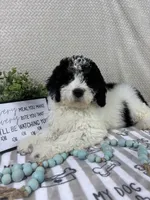 Brooks, a male Miniature Bernedoodle for sale in Greenwood, IN – Photo 7 of 7